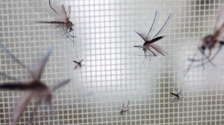 Mosquito Extermination Services